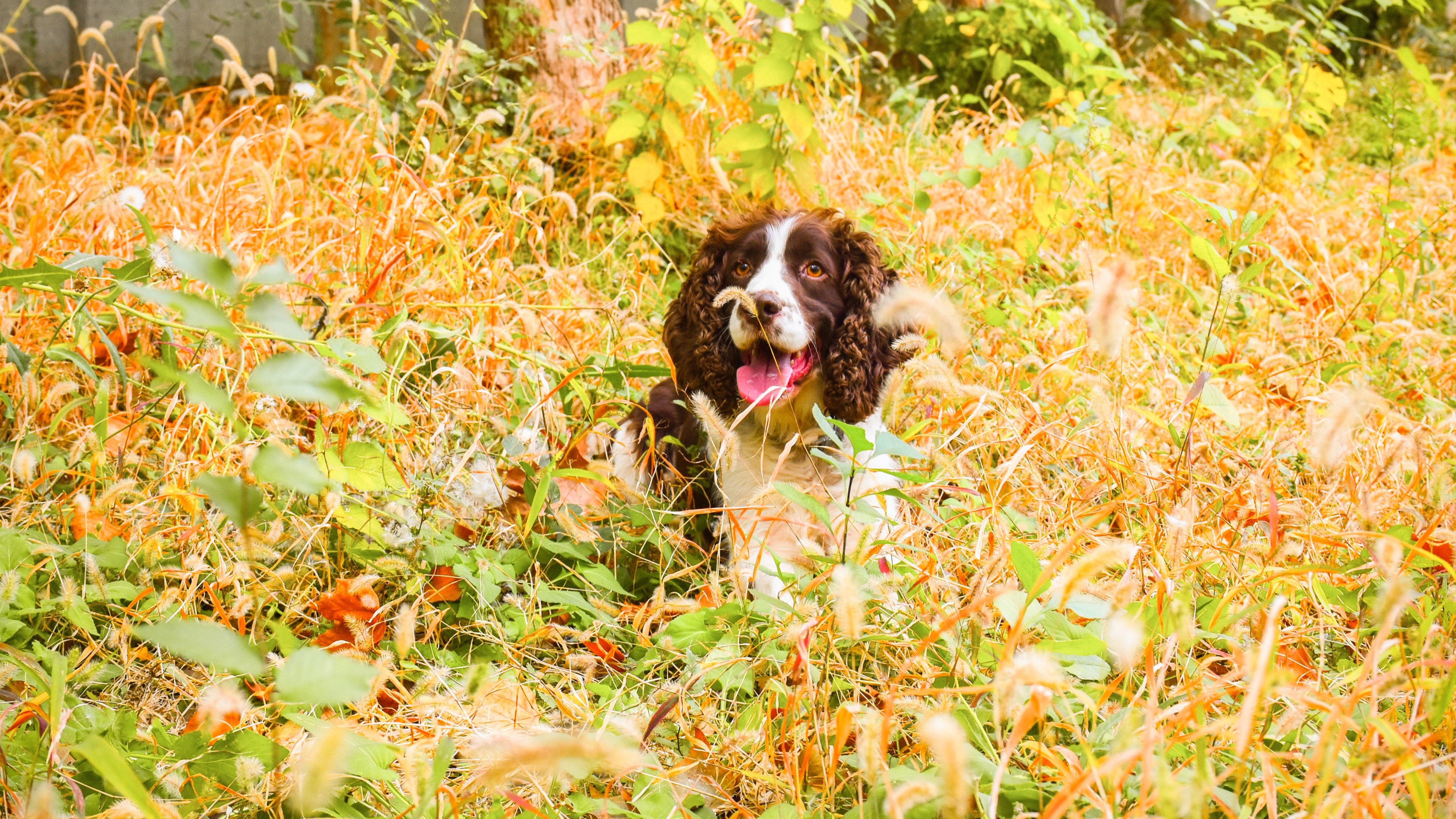 当军营秋色邂逅军犬,超浪漫! 当军营秋色邂逅军犬,超浪漫!