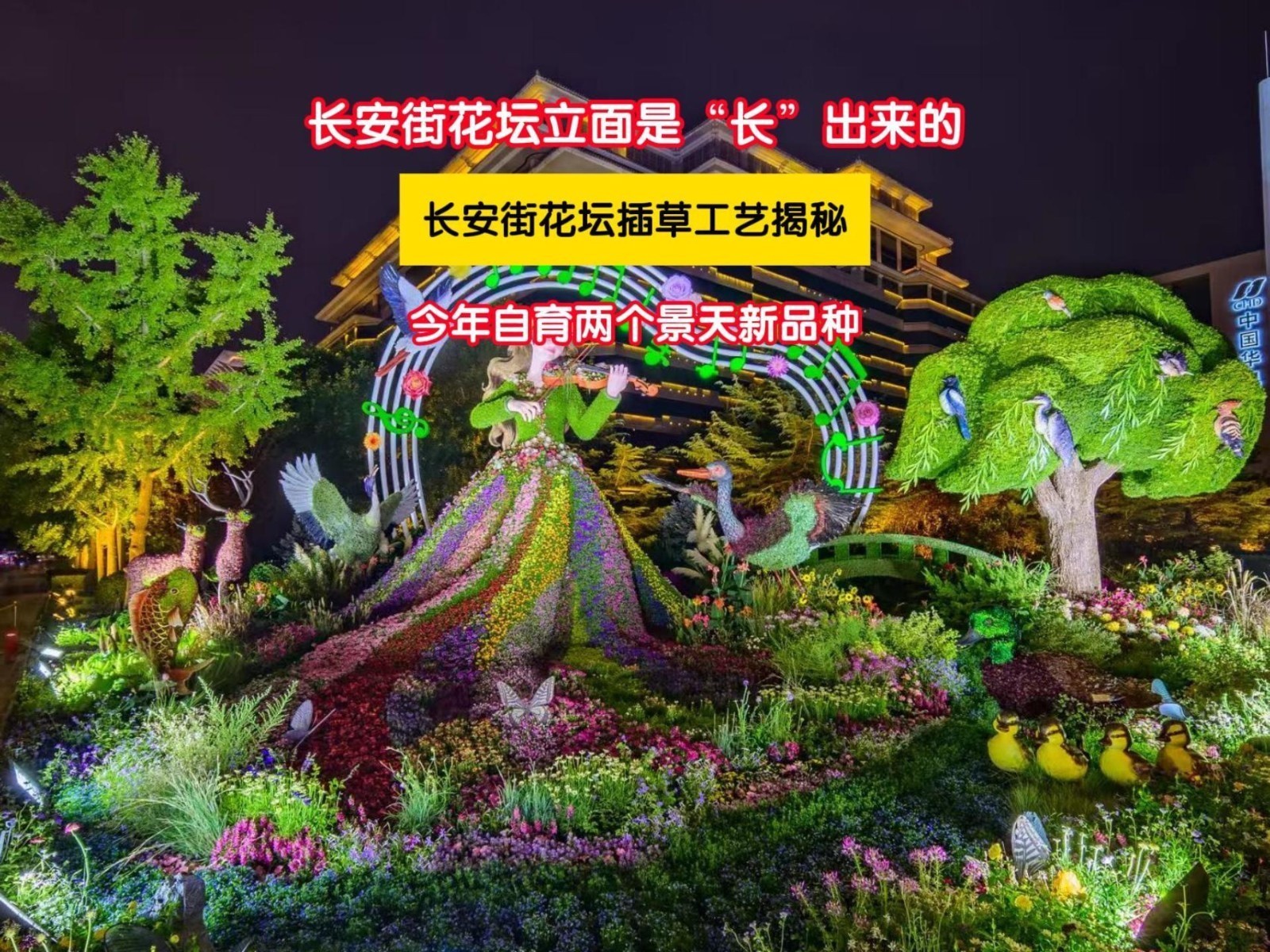 长安街花坛插草工艺揭秘:花坛立面不是摆出来的,是“长”出来的 长安街花坛插草工艺揭秘:花坛立面不是摆出来的,是“长”出来的