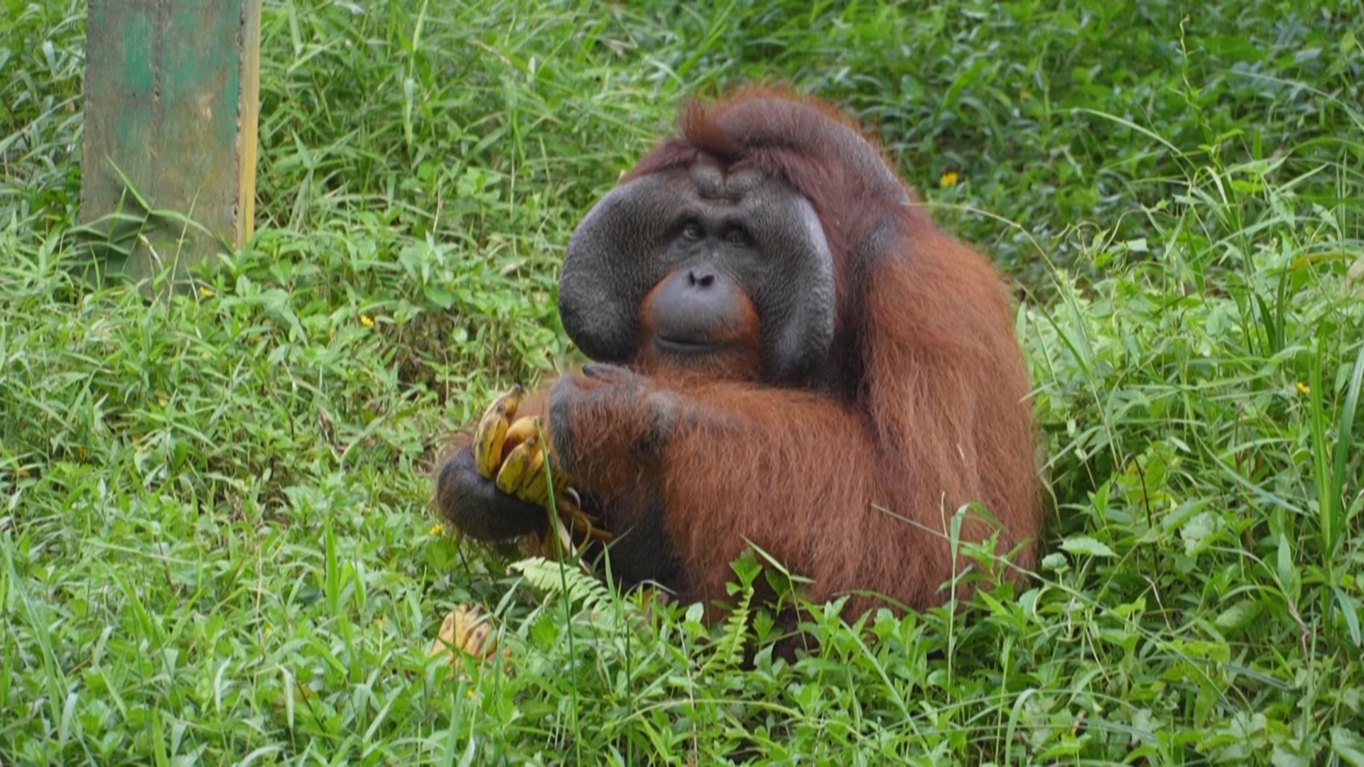 印尼新首都努山塔拉将保留红毛猩猩保护区 印尼新首都努山塔拉将保留红毛猩猩保护区