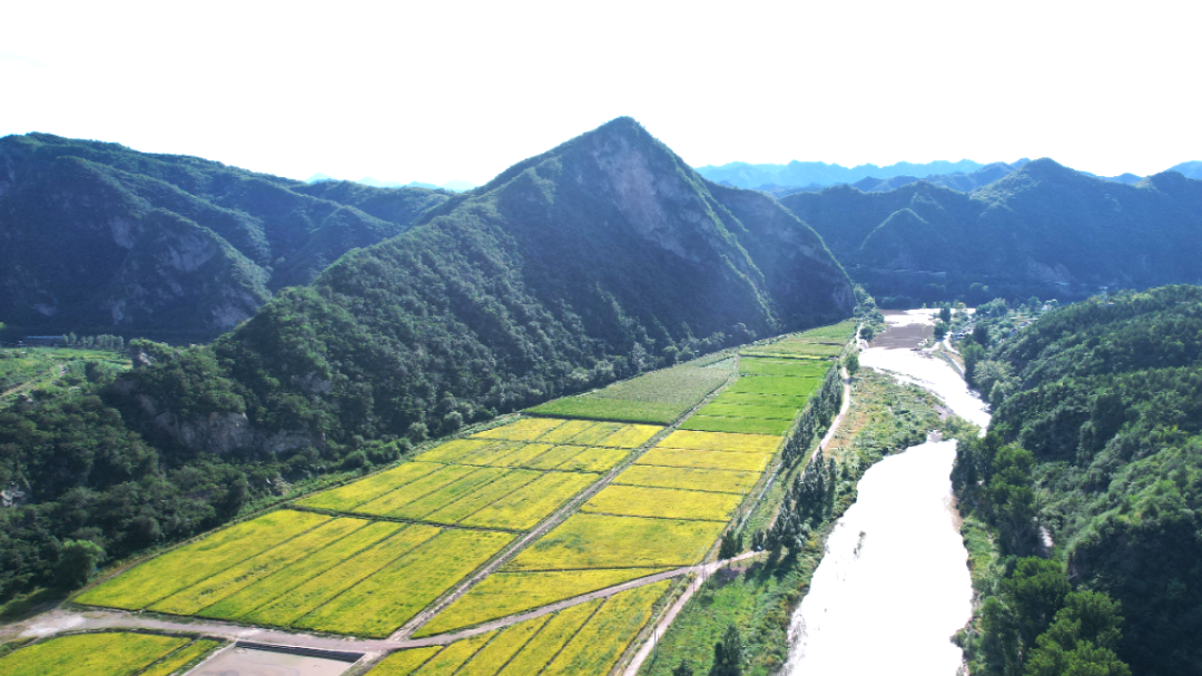 来怀柔享清凉线路四：夏日稻风 绿荫溪凉
