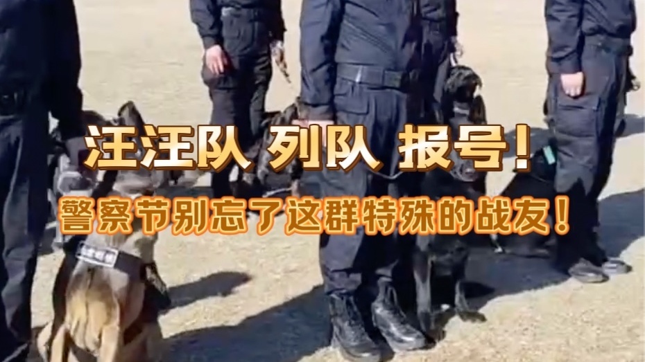 汪汪队列队！警察节别忘了这群特殊的战友