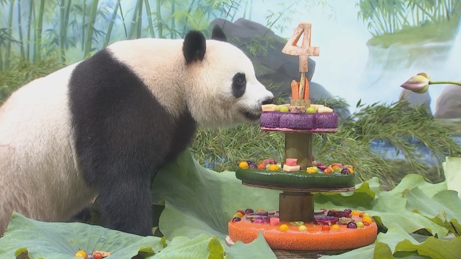 冰蛋糕 生日诗 生日画全都有 大熊猫“香果”迎来4周岁生日 冰蛋糕 生日诗 生日画全都有 大熊猫“香果”迎来4周岁生日