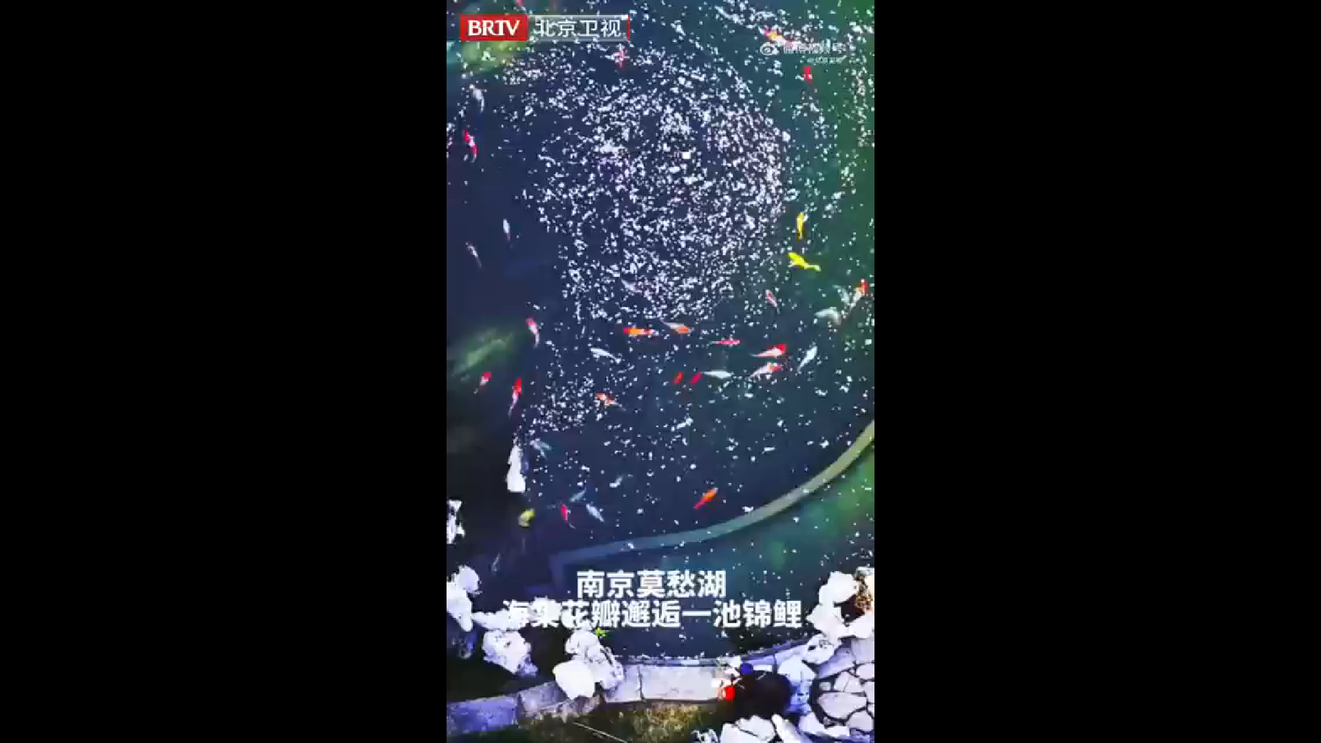 听周深的歌邂逅春日的浪漫