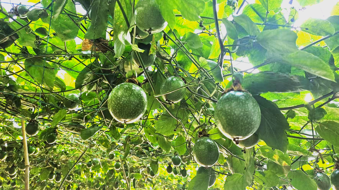 北房成功试种南果！人参果、黄金百香果进入成熟期