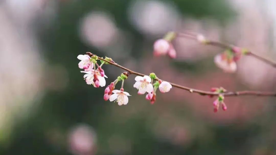 2025年樱花、白玉兰花期预报请查收