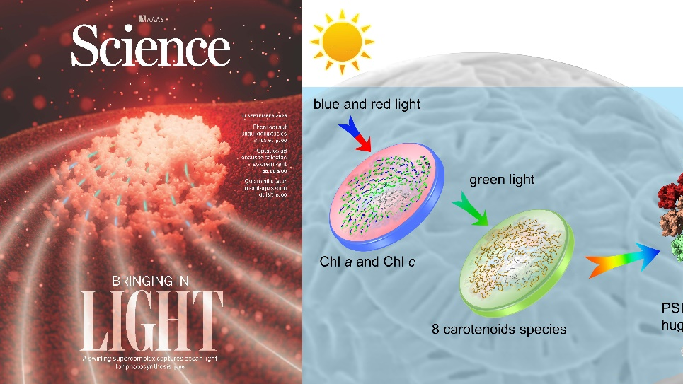 科学家成功破解颗石藻光系统复合物高效利用光能的分子机制 科学家成功破解颗石藻光系统复合物高效利用光能的分子机制