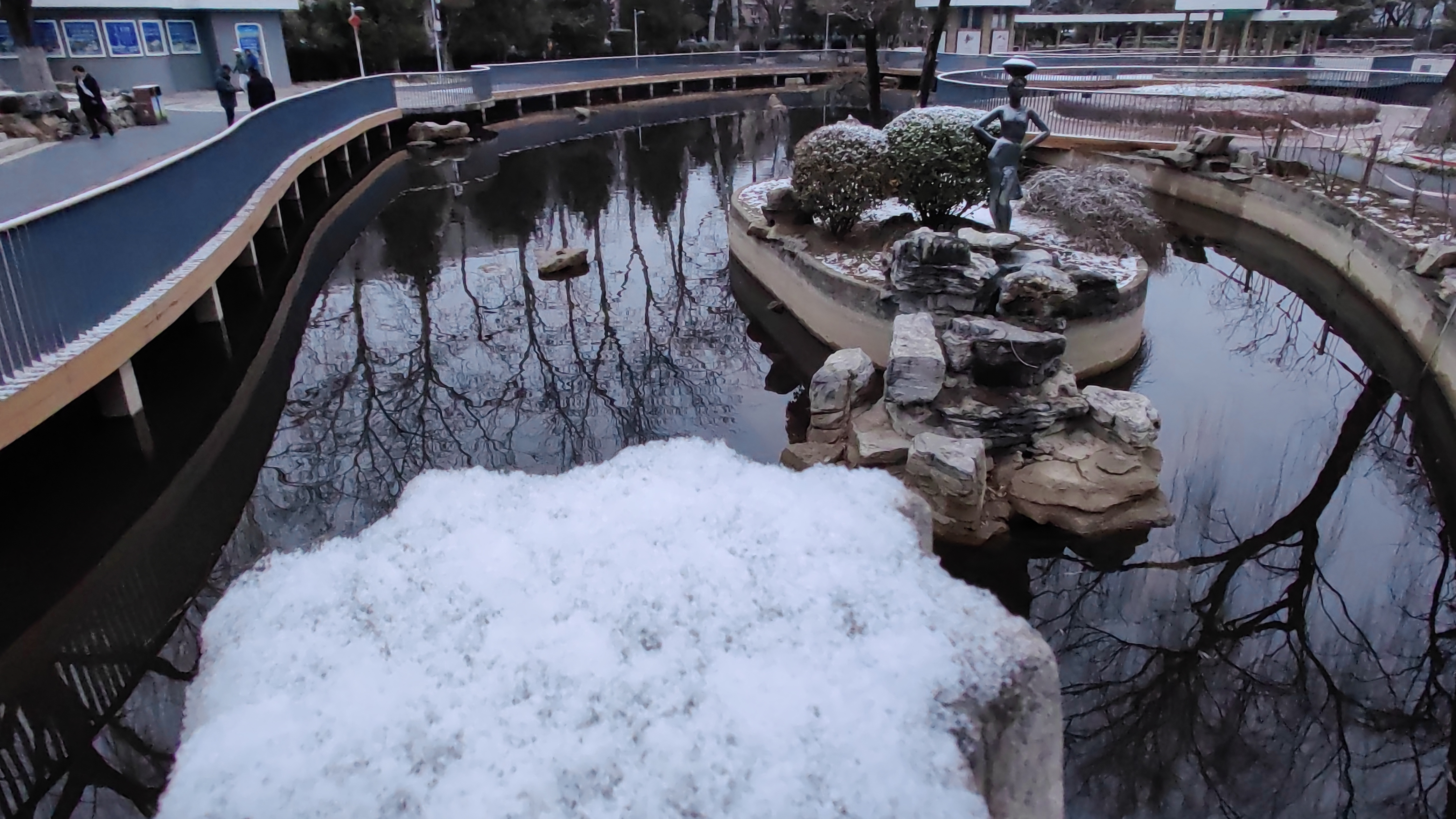 石景山区春雪映黄花，迎春花傲寒绽放