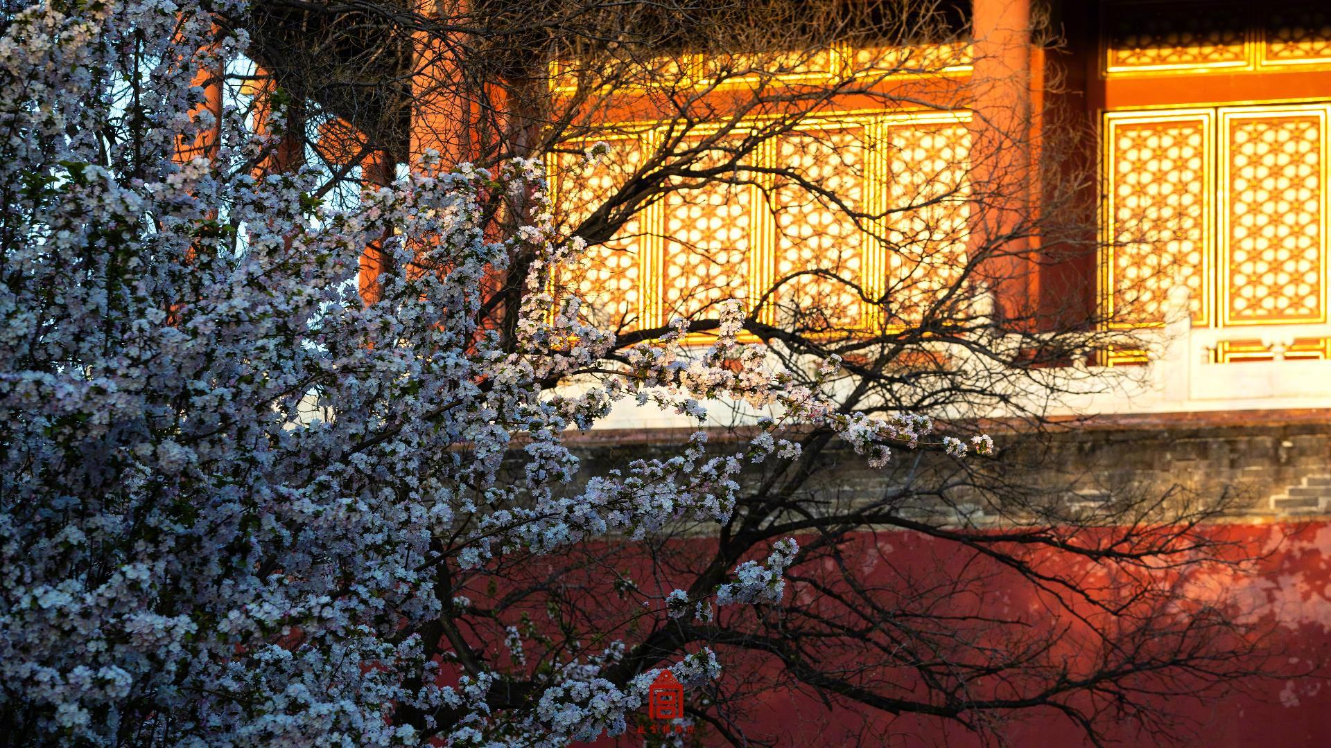 莫负此般好春光！看故宫花海唯美大片