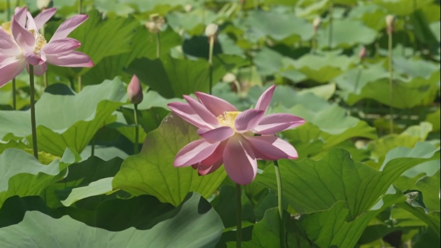 荷风雅韵入画来 消夏游园激活“夏日经济”
