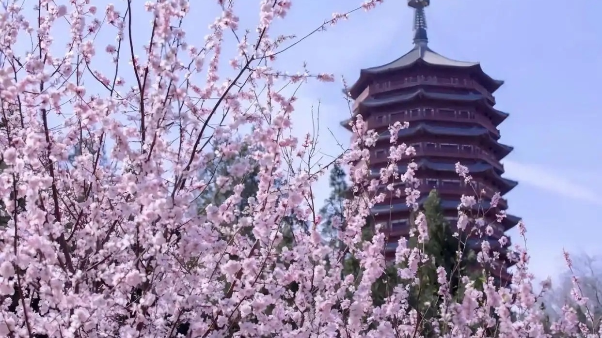 春天到园博园种“桃花”！2000+山桃树静待您认种认养