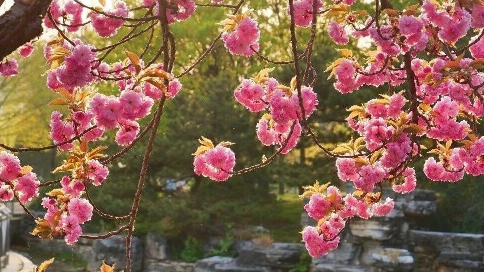 在顺义,看樱花总要去一趟____ 在顺义,看樱花总要去一趟____