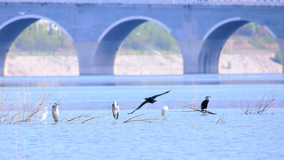 冬季到十堰来看鸟!你能认出几个小可爱? 冬季到十堰来看鸟!你能认出几个小可爱?