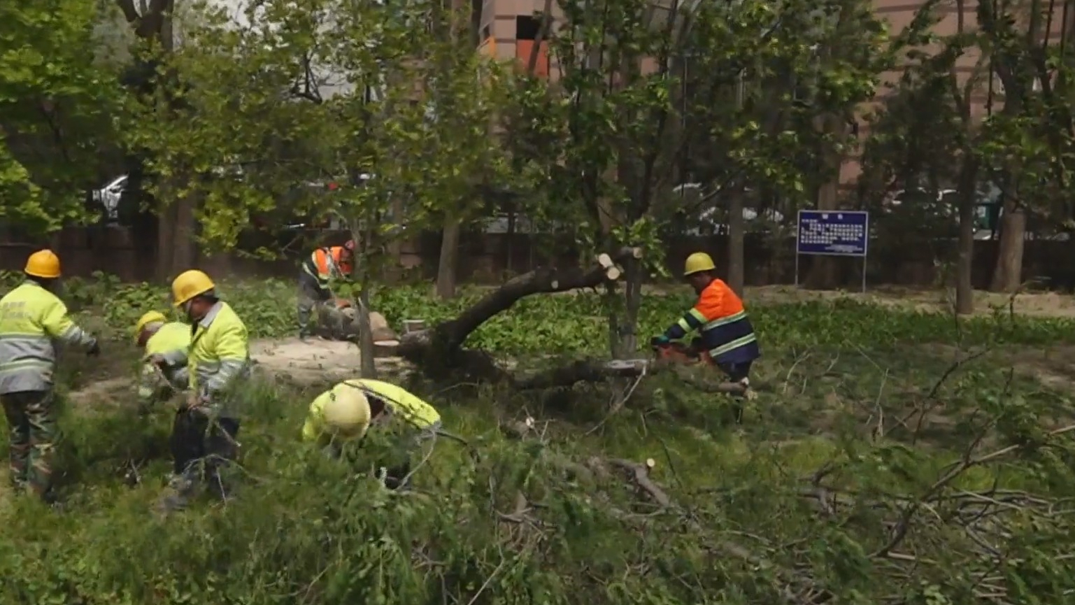 北京园林出动万余名“小快手” 全市大部分景观已恢复 北京园林出动万余名“小快手” 全市大部分景观已恢复