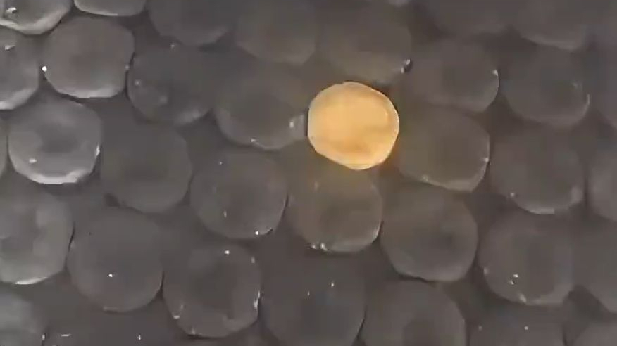 老板烤黑饼时为了防止烤糊,特意放一块黄饼来判断 老板烤黑饼时为了防止烤糊,特意放一块黄饼来判断