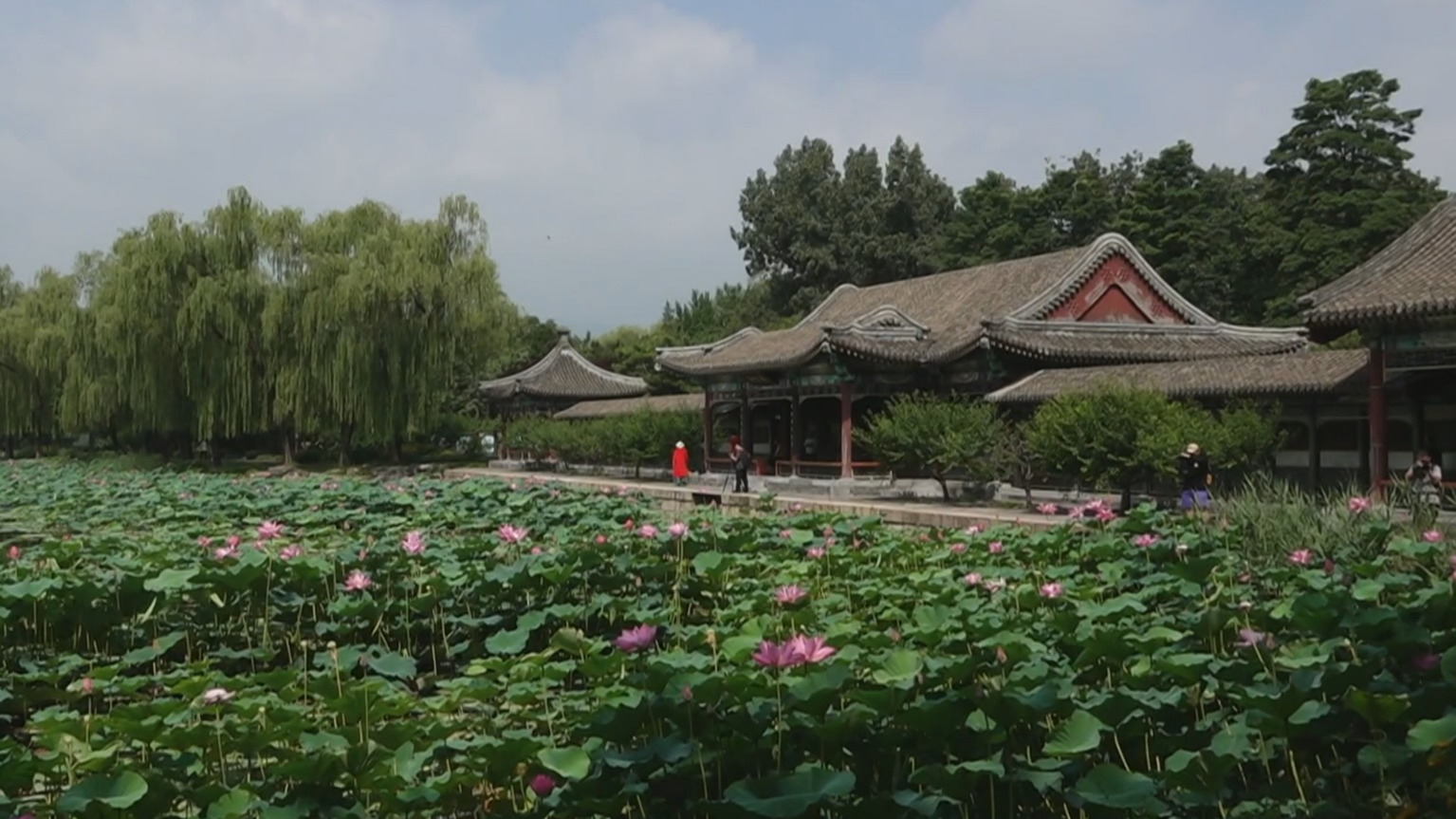 首都消夏赏荷季打造“花式”消费新场景