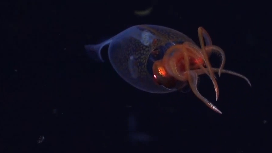 首次!深海拍到大王酸浆鱿 首次!深海拍到大王酸浆鱿