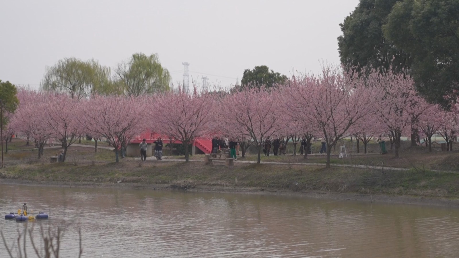 春日赏樱正当时 热门打卡点引客来 春日赏樱正当时 热门打卡点引客来