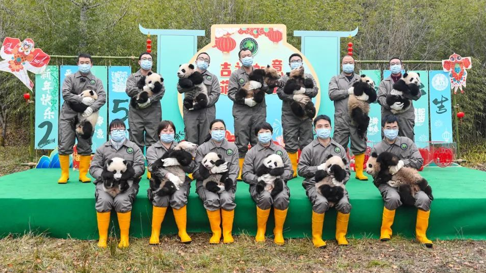 萌宝贺新春 25只新生熊猫宝宝齐亮相 萌宝贺新春 25只新生熊猫宝宝齐亮相