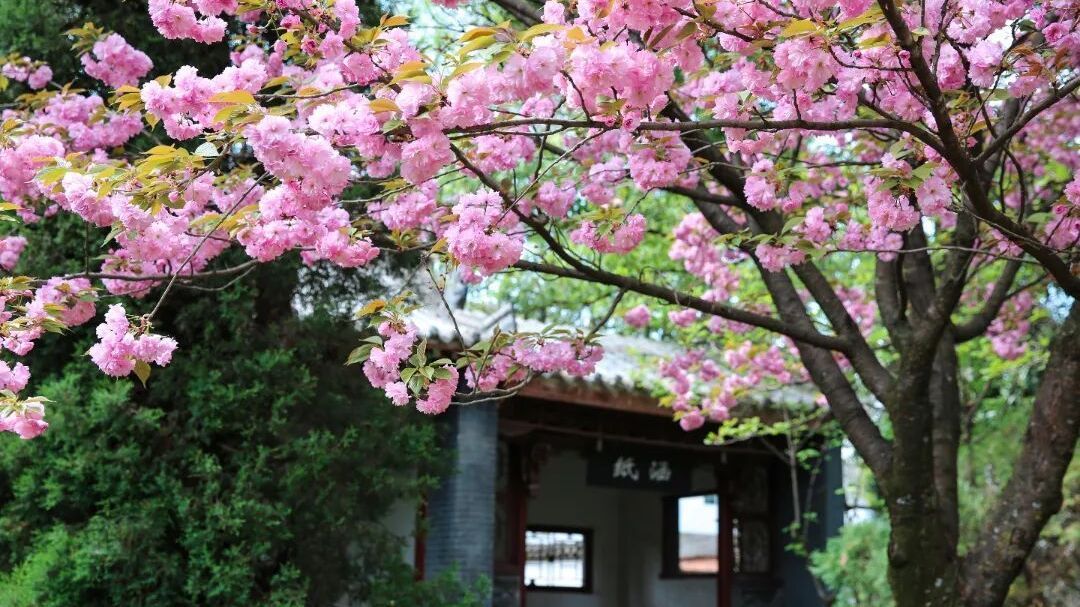 “5月7日起一年内免门票”，背后8000斤苹果的故事暖哭了！于是我们