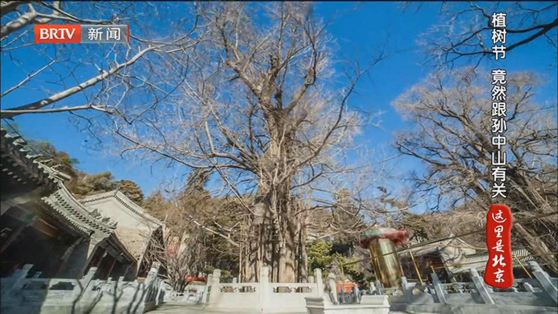 《这里是北京》20260312“植”此青绿·北京古树千载藏奇