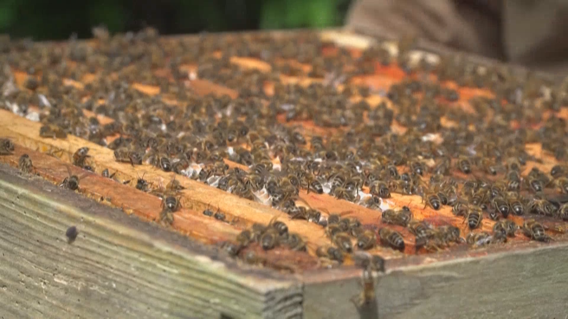 蜂蜜造假猖獗 英国养蜂人与大学合作辨真伪 蜂蜜造假猖獗 英国养蜂人与大学合作辨真伪