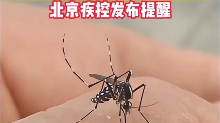 警惕花蚊子“偷渡”携带病毒！暑期防蚊比防晒更重要