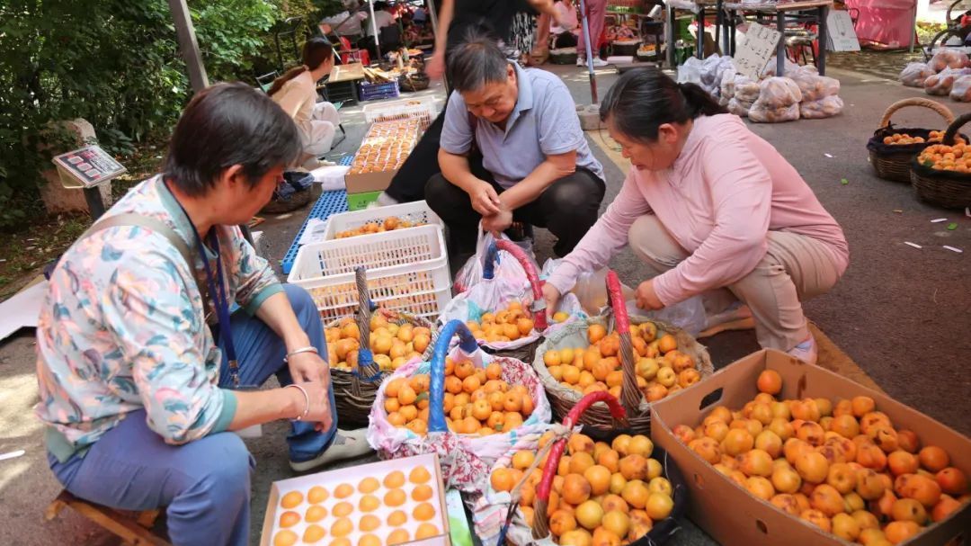 减产不减收！平谷北寨红杏的“突围”密码