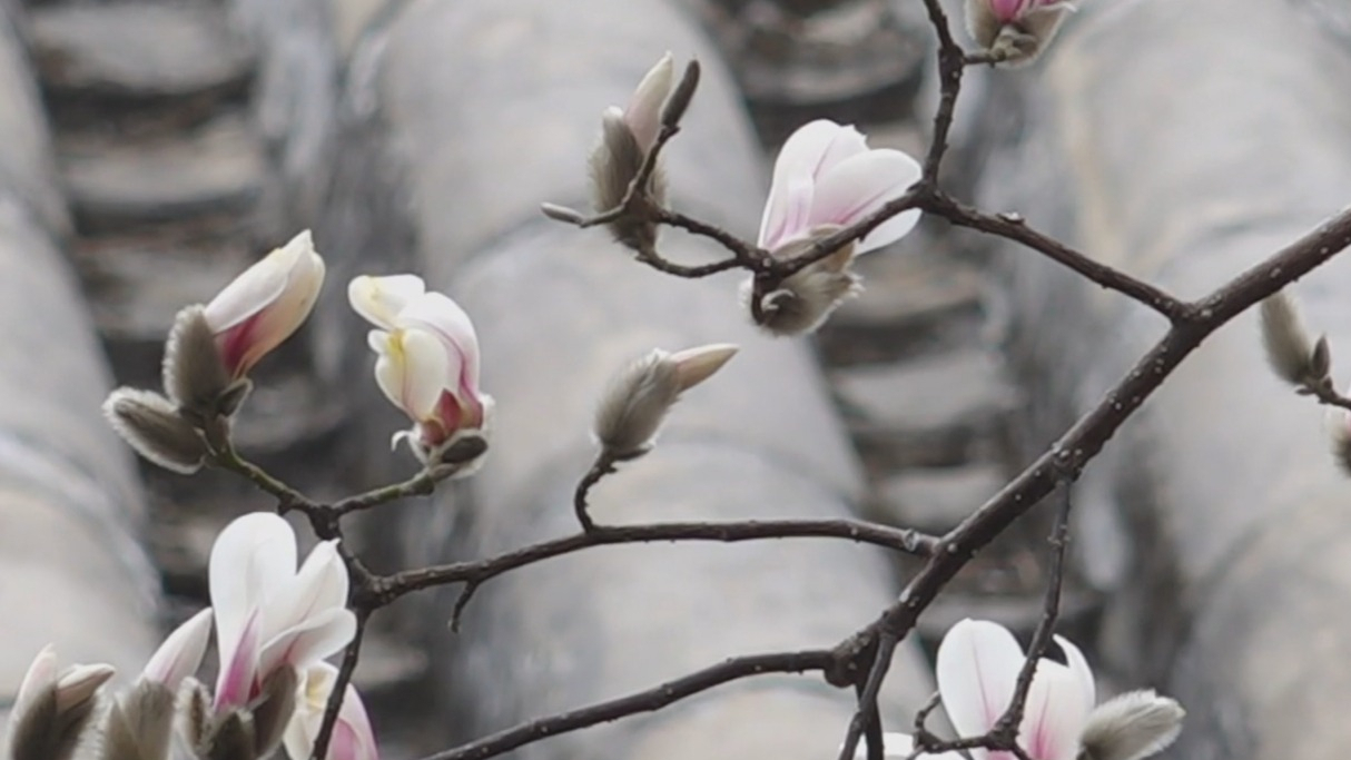 京城追春丨京西古刹潭柘寺春色渐浓 二乔玉兰本月下旬进入盛花期