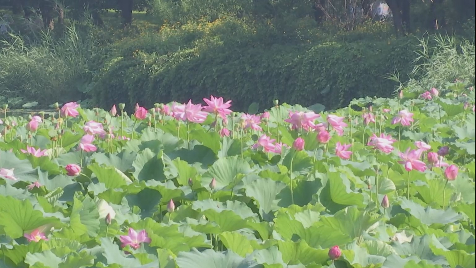 北京荷花文化节推出十二大展区 2000余亩荷花