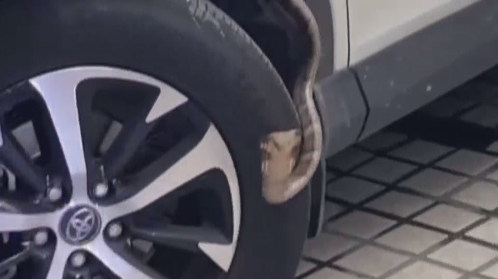 眼镜蛇“搭便车”？ 私家车中拎出剧毒大蛇