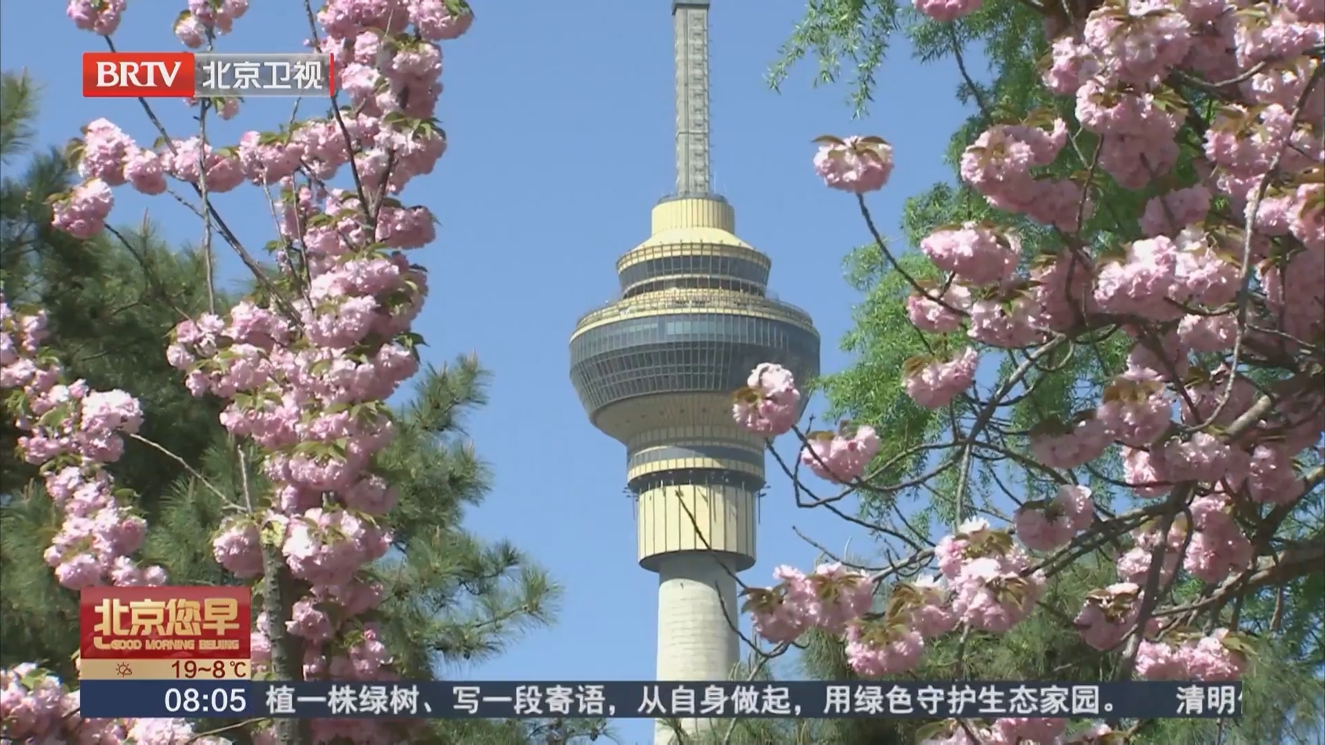 赏花热背后的“春日经济”