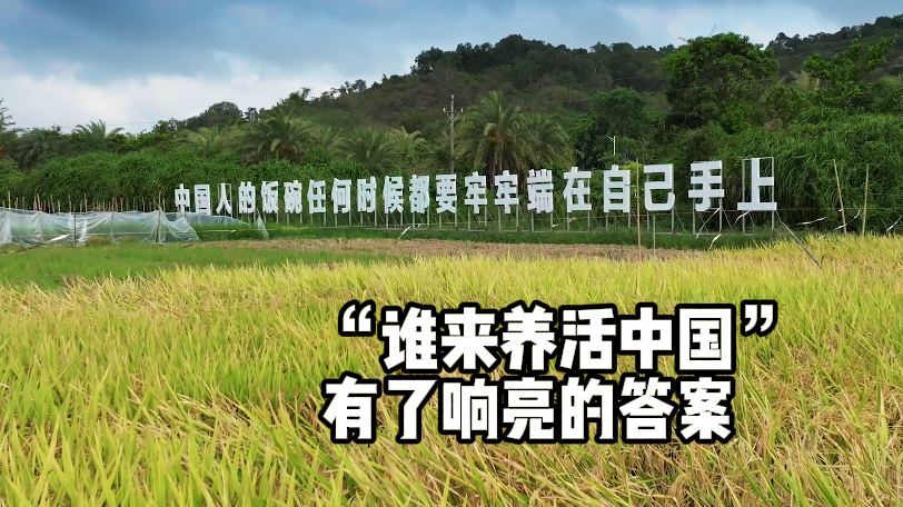 端牢“中国饭碗”，我们底气十足