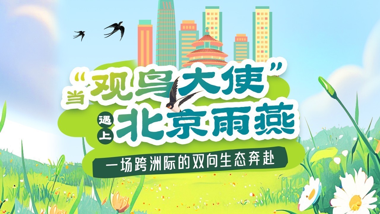 当“观鸟大使”遇上北京雨燕：一场跨洲际的“双向奔赴”正上演