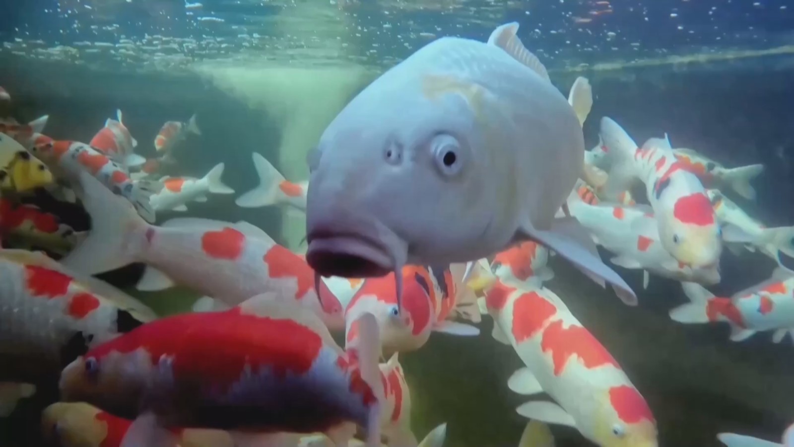 山东高唐：锦鲤比美 产业振兴