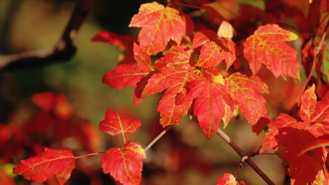 秋色初显,与茶条槭共舞一场彩色之约 秋色初显,与茶条槭共舞一场彩色之约