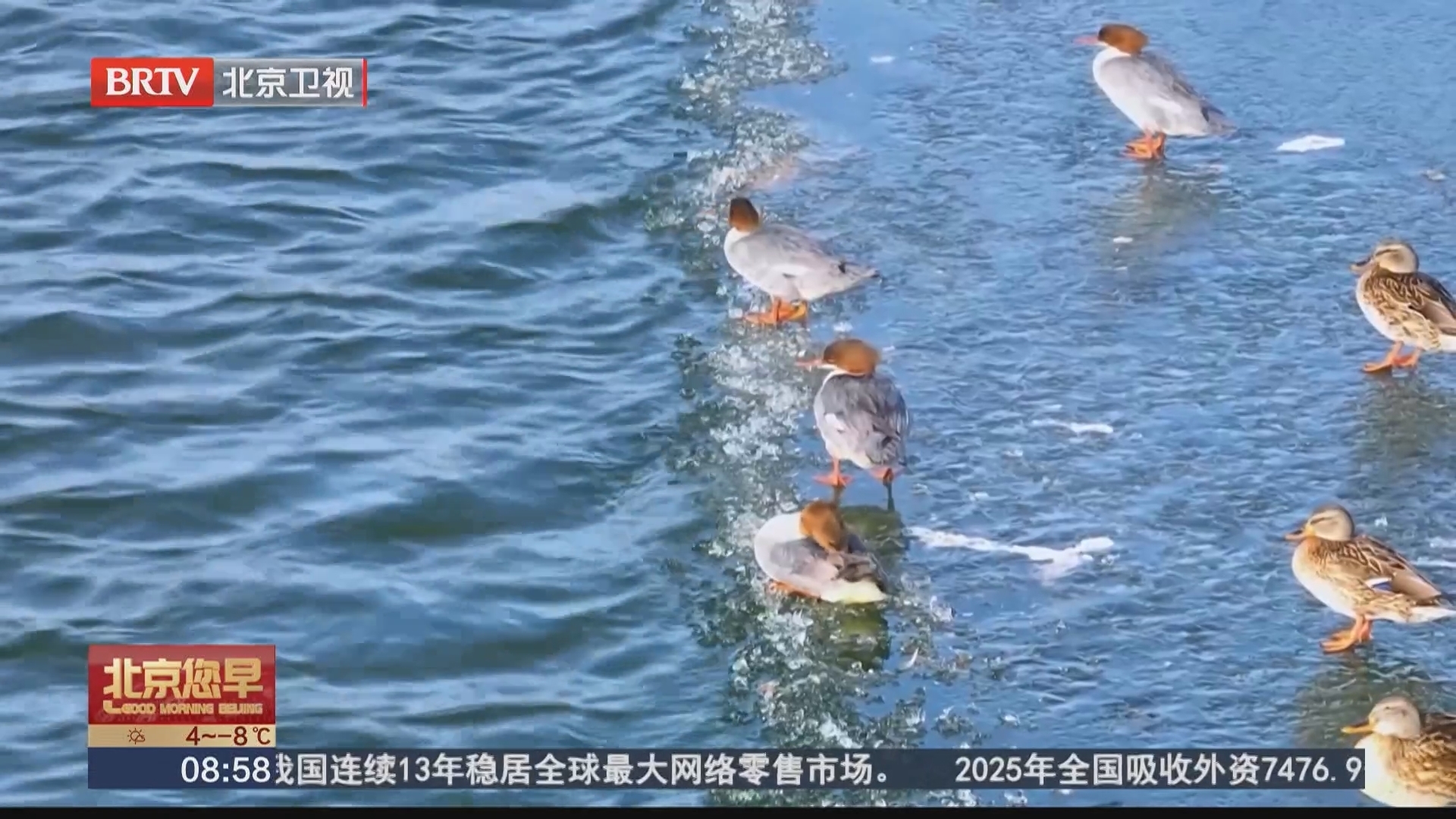 寒冬湿地上的灵动身影