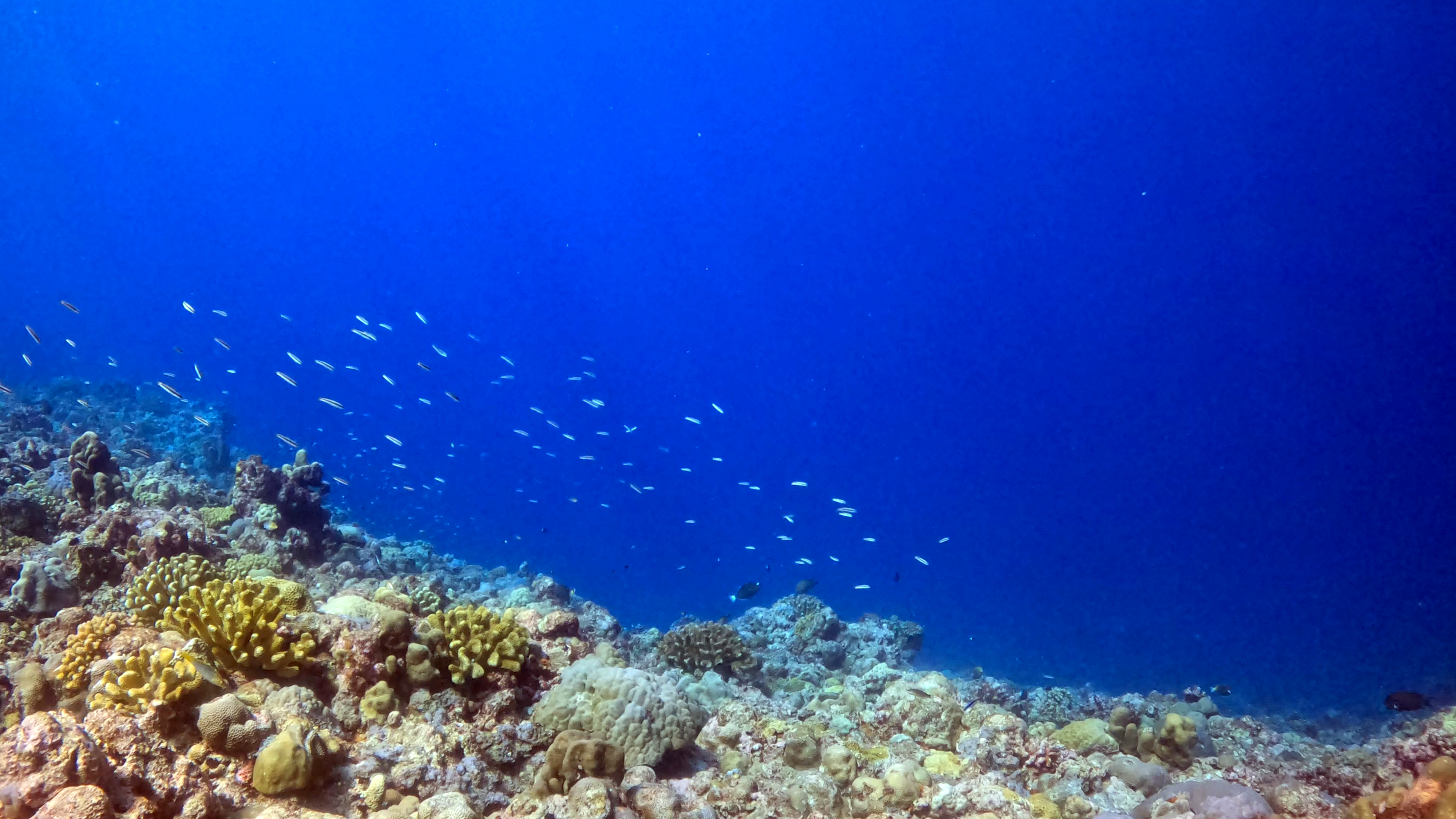 环境质量优！《黄岩岛海域生态环境状况调查评估报告》发布