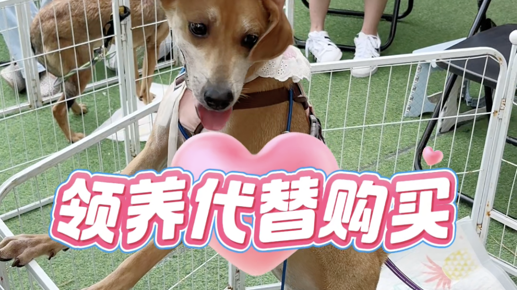 在隆福寺逛吃，还能免费领养小可爱