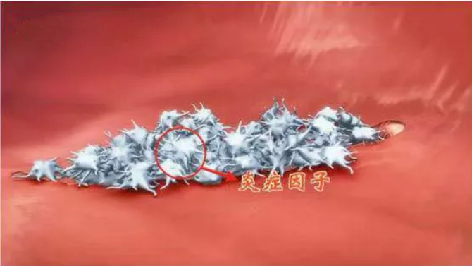 一口全是油,却越吃越健康!不长肉还护血管、助睡眠、明双目 一口全是油,却越吃越健康!不长肉还护血管、助睡眠、明双目