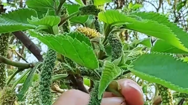 一口构树穗,小伙紧急送医抢救!这三种人要警惕,严重可致死! 一口构树穗,小伙紧急送医抢救!这三种人要警惕,严重可致死!