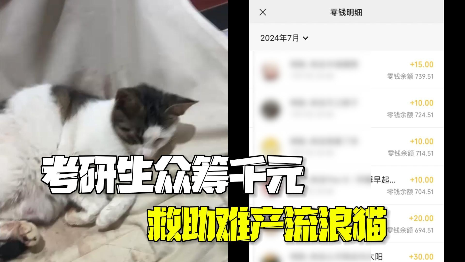 考研生众筹千元救助难产流浪猫 考研生众筹千元救助难产流浪猫