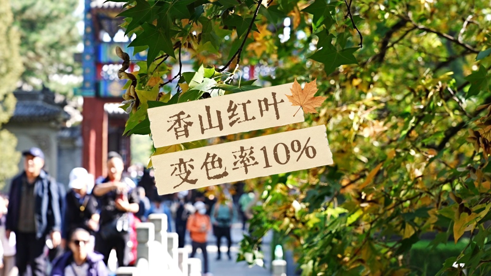 香山红叶节开幕了,可以冲!变色率10%,到底怎么算出来的呀?! 香山红叶节开幕了,可以冲!变色率10%,到底怎么算出来的呀?!