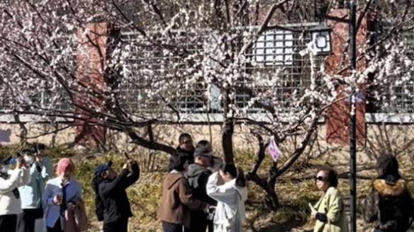 春天来十里堡二道沟，看“水映桃花”！