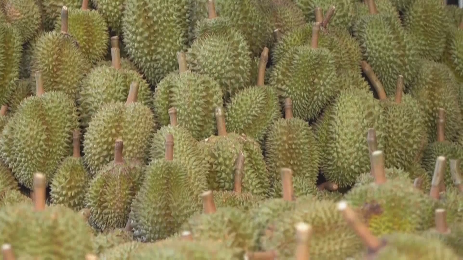 泰国榴莲产量大幅下降 泰国榴莲要涨价了? 泰国榴莲产量大幅下降 泰国榴莲要涨价了?