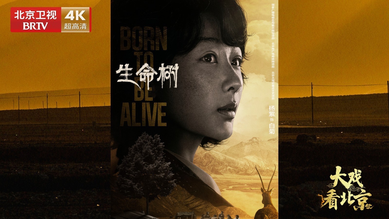 电视剧《生命树》杨紫幕后专访