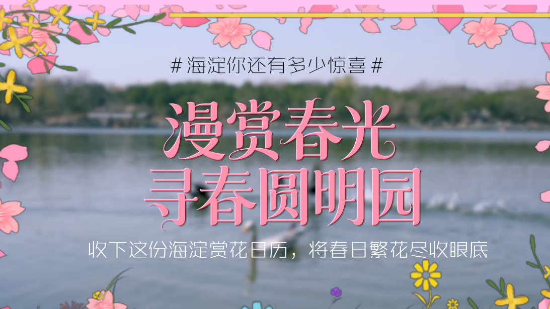 圆明园的春天藏不住了