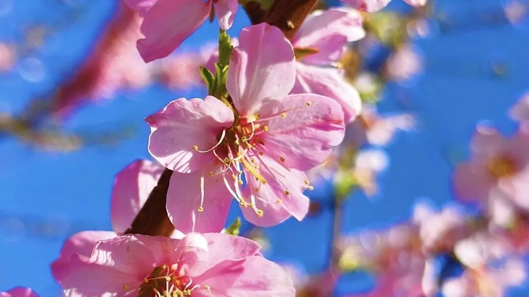 怀柔的春丨森林公园里藏尽满城温柔