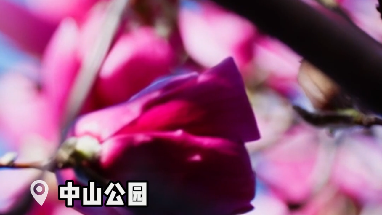 闯进莫奈花园!赴一场中山公园玉兰之约 闯进莫奈花园!赴一场中山公园玉兰之约