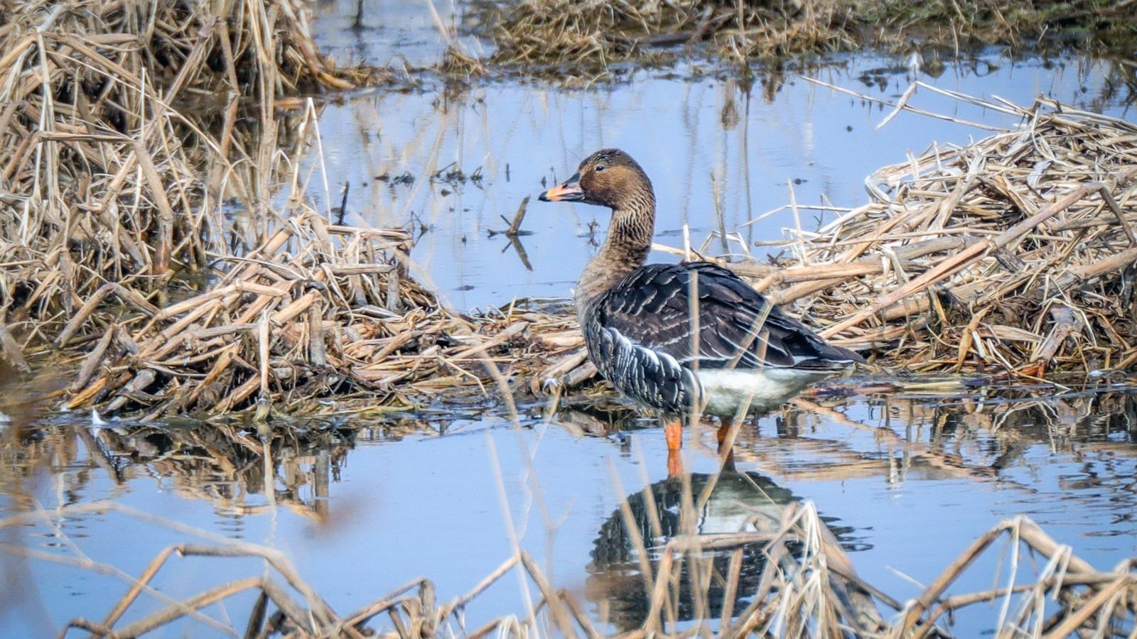 北京平谷:万鸟迁徙 生态向好 北京平谷:万鸟迁徙 生态向好