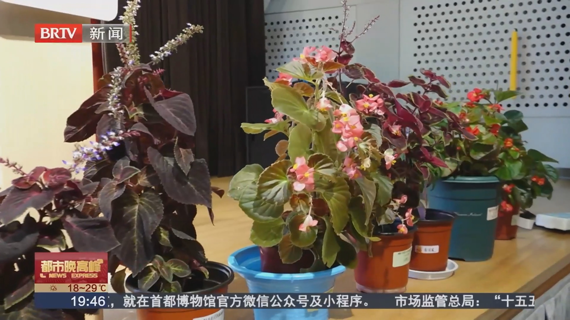 市民自育花卉将绽放长安街国庆花坛 市民自育花卉将绽放长安街国庆花坛